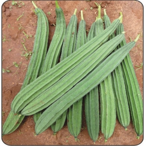 Ridge Gourd (బీరకాయ)